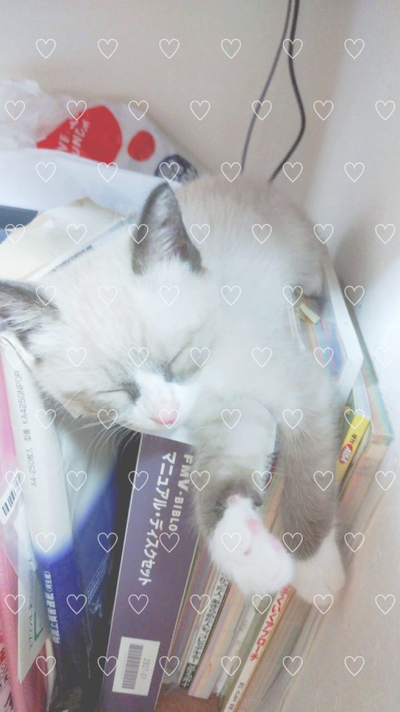 初めまして、これからよろしくにゃん 水道工事・リフォーム会社のシオテック|鳥取県米子市